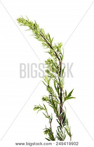 Artemisia Vulgaris Common Weed - Isolated On A White Background