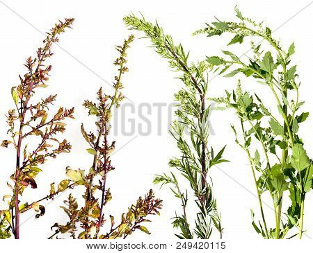Atriplex - Garden Orache - Isolated On A White Background