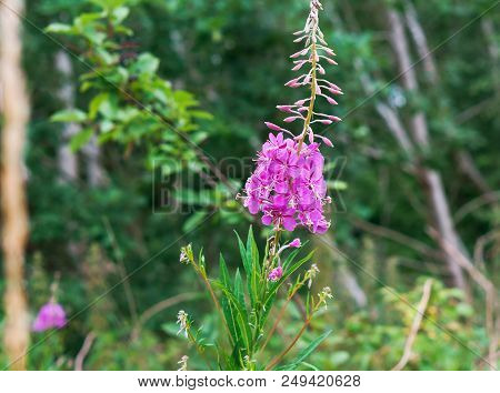 Flowers Of Ivan-tea, Medicinal Plant Ivan-tea Rose Inflorescence