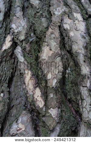 Very Old Pine Tree Close Up View, Pinacreae From Austria