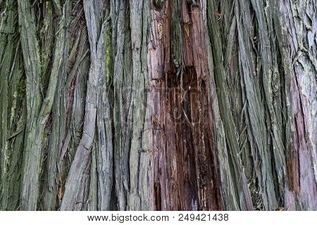 Detailed View Of Thuja Plicata Cupressaceae Tree From North America