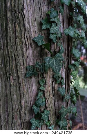 North American Cypress Tree From Colorado Usa