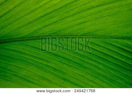 Background Structure Of Big Green Leaf Of Curcuma Longa Plant