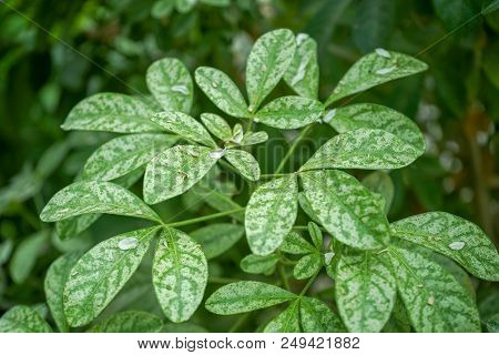 Mock Orange, Aromatic Evergreen Shrub From Mexico