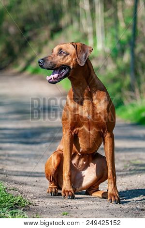 Rhodesian Ridgeback Female Sitting On The Dusty Road