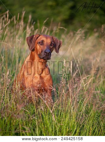 Rhodesian Ridgeback portrait, female sitting in the grass