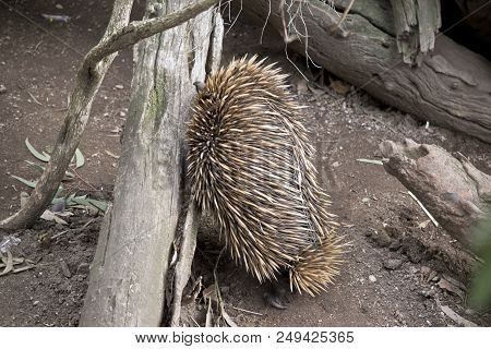 The Echidna Is Looking For Ants In A Tree