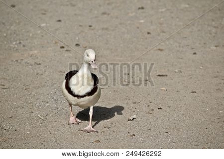 The Radjah Duck Is Walking On The Sand