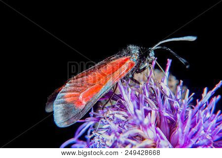 Burnet Moth