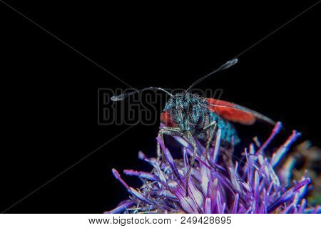 Burnet Moth