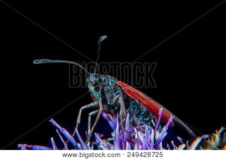 Burnet Moth