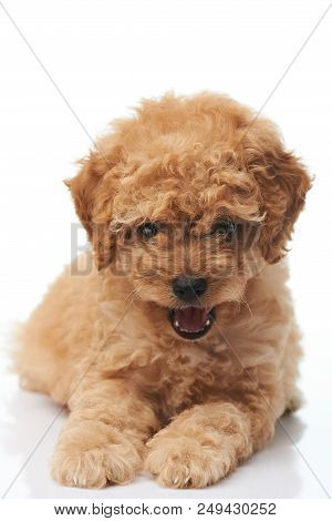 Smiling Happy Poodle Puppy Lay Isolated On White Background
