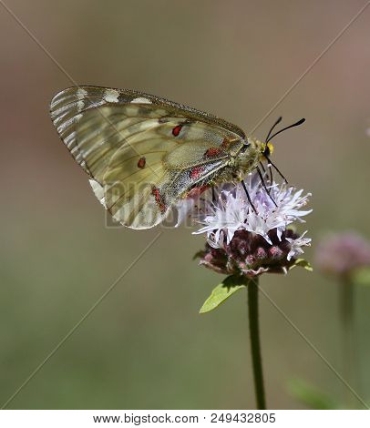 Butterfly (clodius Parnassian) On A Wild Flower