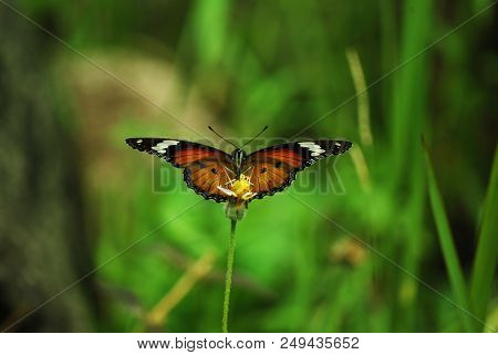 Indonesian Butterfly (papilionidae / Swallowtail Butterfly) Perched On Wild Grass Flower.