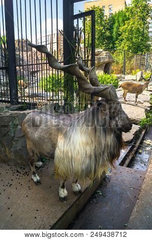 The Markhor, Also Known As The Screw Horn Goat, In The Moscow Zoo.