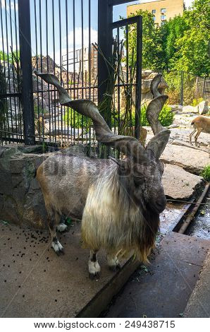 The Markhor, Also Known As The Screw Horn Goat, In The Moscow Zoo.
