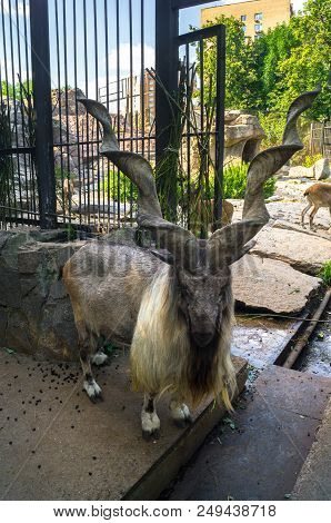 The Markhor, Also Known As The Screw Horn Goat, In The Moscow Zoo.