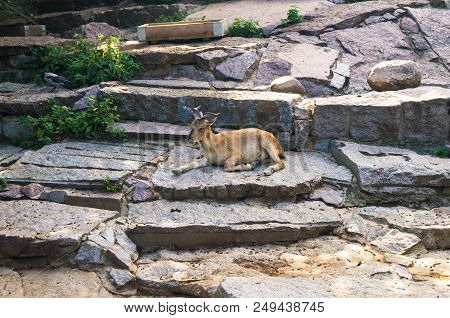 The Markhor, Also Known As The Screw Horn Goat, In The Moscow Zoo.