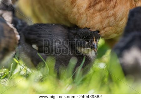 Chicken Near A Hen On Its First Walk Outside In A Swedish Garden