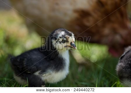 Chicken Near A Hen On Its First Walk Outside In A Swedish Garden