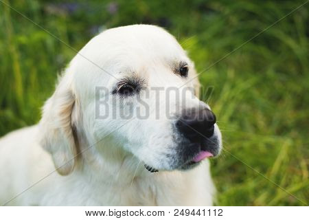 Close-up Portrait Of Cute Golden Retriever Dog With Tonque Hanging Out In The Green Grass And Violet