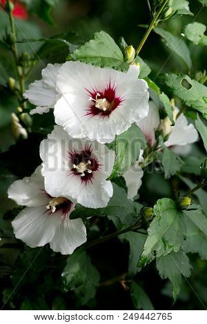 Shrub Mallow (hibiscus Syriacus) Bushy Garden Decorative Plants.