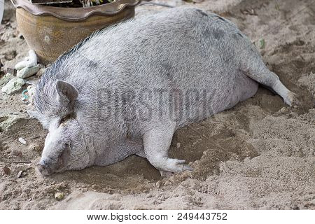 Huge Fat Female Boar Sleeping On Sand And Watching Dreams