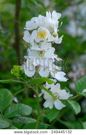 Multiflora Rose (rosa Multiflora) In Flower. Plant Native To Asia Growing As A Garden Escape In Coun