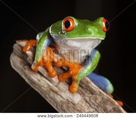 Red Eye Frog In Studio With Dark Background
