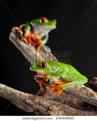 Two Red Eye Frog In Studio With Dark Background