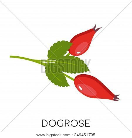 Rose Hip Berries Twig With Leaves Flat Icon Isolated On White Background. Dogrose Or Wildrose With P