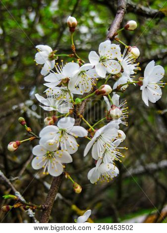 Branches Of Blooming Cherry Plums In The Early Spring In The Garden.