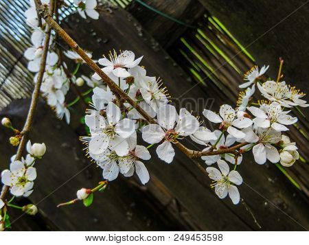 Branches Of Blooming Cherry Plums In The Early Spring In The Garden.