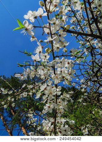 Branches Of Blooming Cherry Plums In The Early Spring In The Garden.