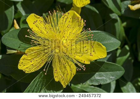 Hypericum Calycinum, St. John`s Wort Or Yellow Rose Of Sharon Bush Flower Close-up With A Central Ma