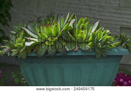 Rose Like Pattern With Bright Green And Red Leaves Of Succulent Plant, Houseleek, Sempervivum Or Ech