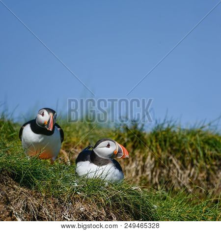 Beautiful Atlantic Puffin Or Comon Puffin Fratercula Arctica In Northumberland England On Bright Spr