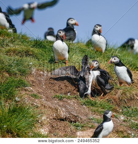 Beautiful Atlantic Puffin Or Comon Puffin Fratercula Arctica In Northumberland England On Bright Spr