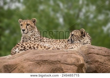 Stunning Intimate Portrait Of Cheetah Acinonyx Jubatus In Colorful Landscape