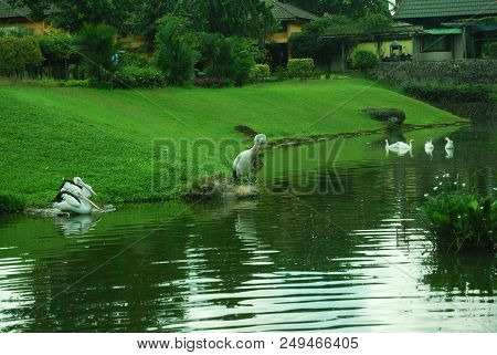 Jakarta - Indonesia. February 22, 2010. Beautiful Geese At Pond With Green Nature At Beautiful Indon