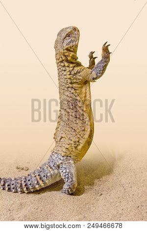 Upright Saurian In Light Brown Sandy Ambiance