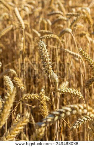 Golden Wheat Closeup With Atural Blue Sky Background
