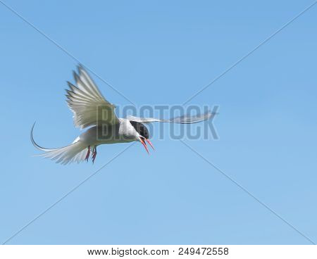 An Arctic Tern Hovering In A Beautiful Pose In The Sky