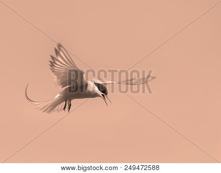 Artistic Edit Of An Arctic Tern Hovering In A Beautiful Pose In The Sky