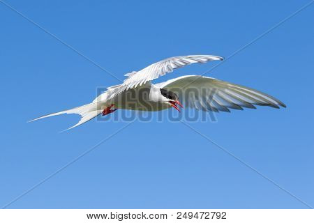 An Arctic Tern Spreading Her Wings In The Sky Over The Farne Islands