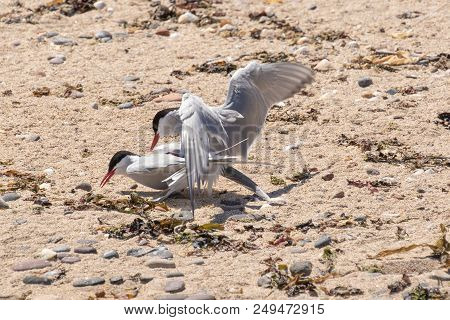 Arctic Terns Mating On A Rocky Beach On The Farne Islands
