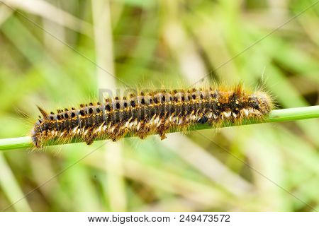 Hairy Caterpillar Euthrix Potatoria In Front On A Natural Green Background