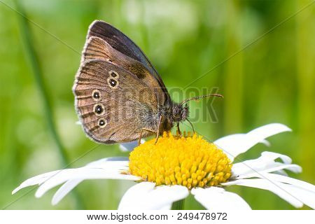 Butterfly Lopinga Achine In The Daisy Flower
