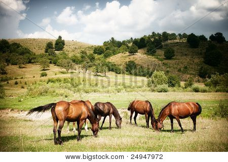 Chevaux sur le paysage rural vert