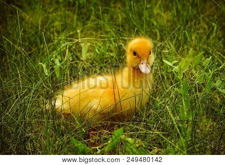 Cute Small Yellow Duckling Walks On The Green Grass On A Sunny Summer Day. Selecive Focus Image. Rur
